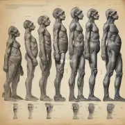 在人类进化过程中女性腿部尺寸是如何变化的？是否发生了显著的变化或趋势？
