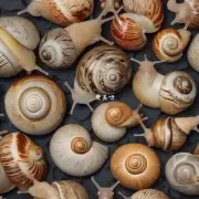 如何判断一款面膜是否有蜗牛分泌物的存在？