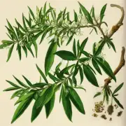 使用茶树精油可以有效治疗痤疮吗？
