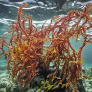 首先让我们来了解一下什么是海藻？它有哪些功效和好处呢？