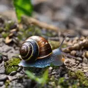 在使用面膜时发现有蜗牛分泌物存在？