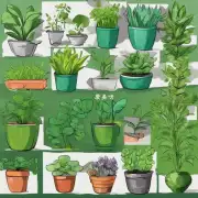 如果你正在寻找一种绿色植物来制造自己的面膜你希望它具有哪些特性和特点？