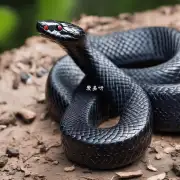 有没有特殊的场合下不能使用黑蛇毒清洁面膜的情况存在？