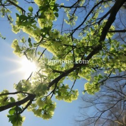 阳光落在春的枝头，日子便绿了。